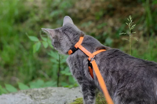 猫戴着皮带在街上走着 — 图库照片