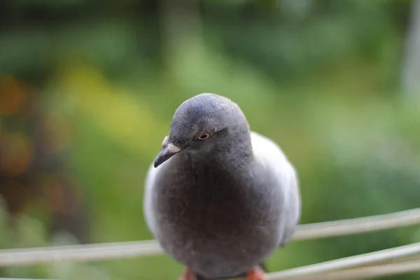 岩のクローズアップの銃口鳩 — ストック写真