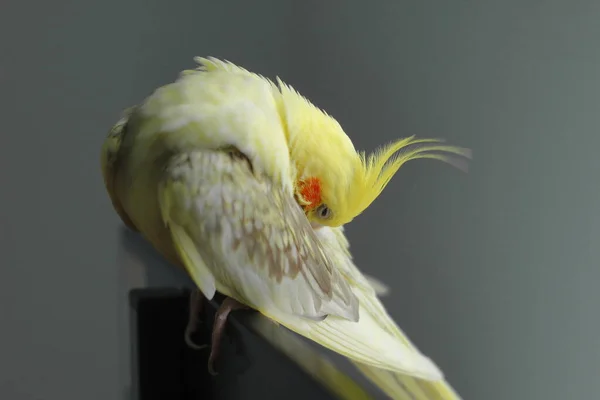 Loro Amarillo Limpiando Sus Plumas — Foto de Stock