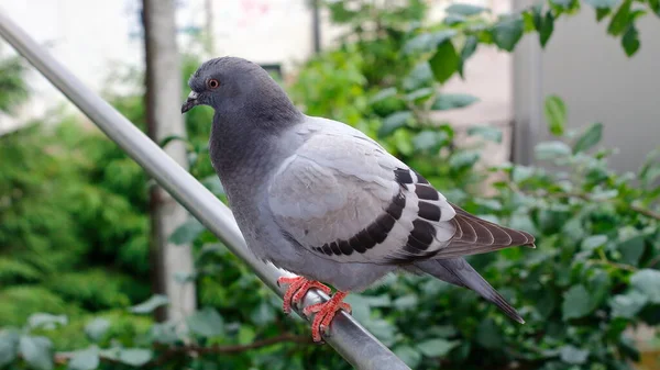 A blue-gray wild dove on a metal pipe