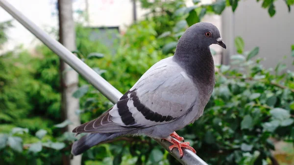 金属パイプの上に青い灰色の野生の鳩 — ストック写真