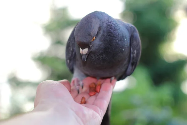 Pombo Portador Come Mãos Humanas — Fotografia de Stock