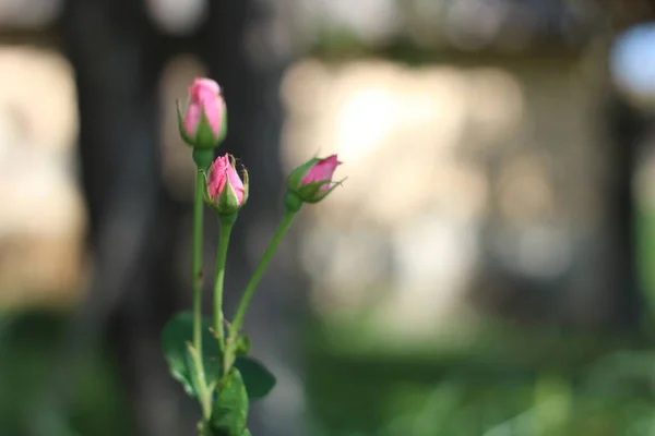 Classic tea-hybrid rose of a gentle pink shade
