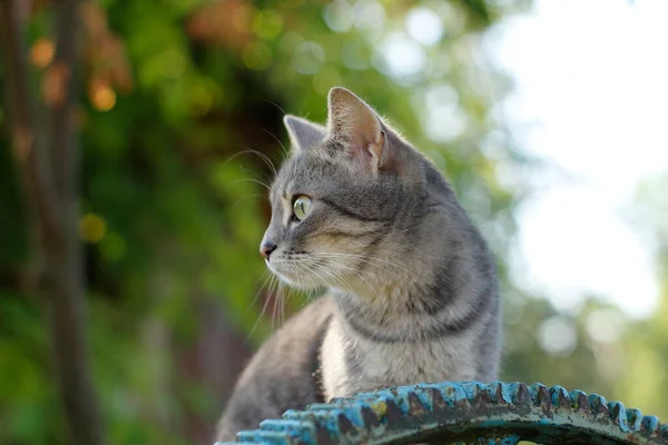 Gato Perto Roda Ferro — Fotografia de Stock