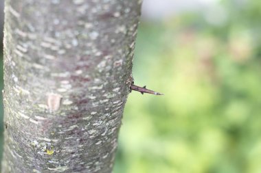 Ağaç dallarında keskin dikenler