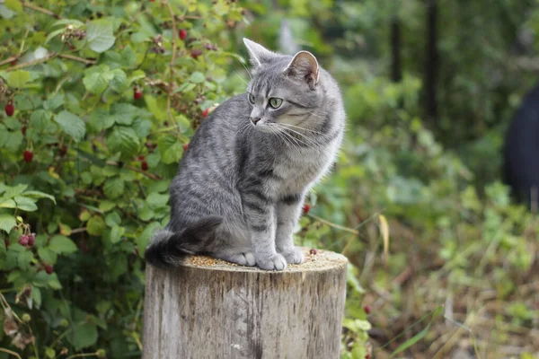 Gray Cat Sitting Stump — Stock Fotó