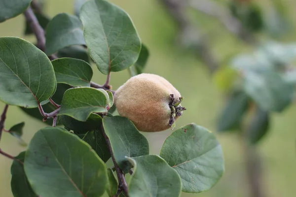 Kiwi Fruta Arbusto —  Fotos de Stock