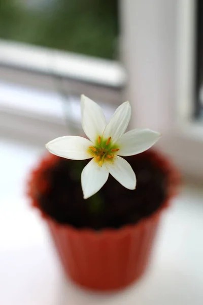 White flower on the windowsill