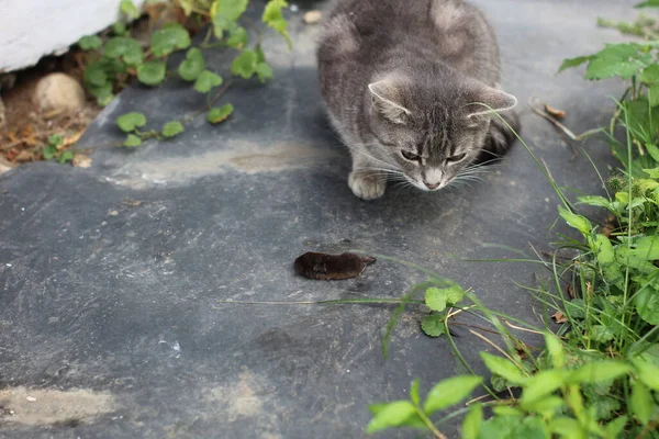 Кот Поймал Мышь — стоковое фото
