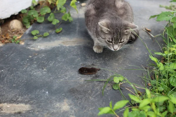 Kat Muis Gevangen — Stockfoto