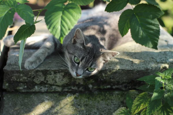 The cat lies on the concrete in the shade
