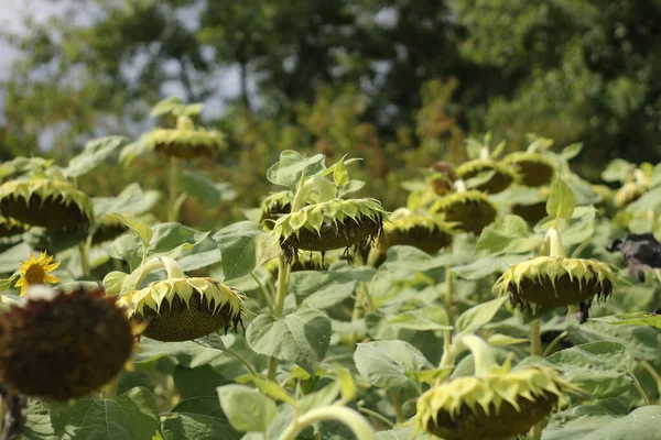 Part of a field of ripe sunflowers