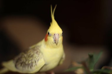 Corella parrot next to the flowerpot