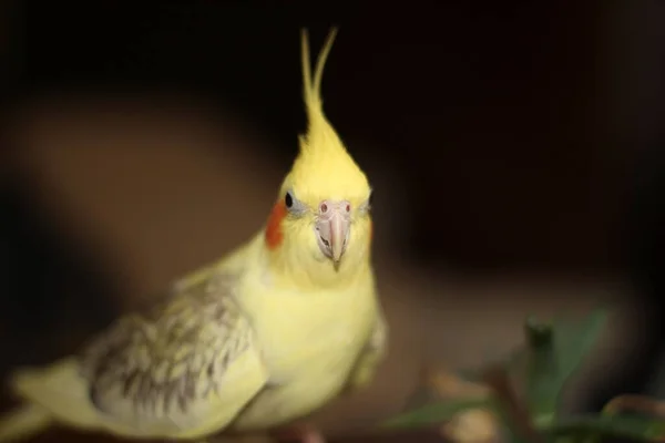 Corella Parrot Next Flowerpot — Stockfoto