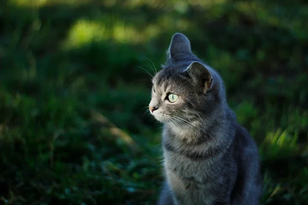 Cat in the garden with the sun on its face