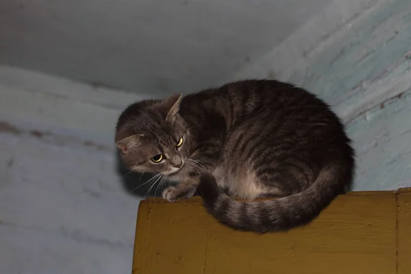 Kot Siedzi Drzwiach — Zdjęcie stockowe