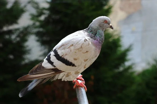 Gri bir güvercin bir borunun üzerinde oturuyor.