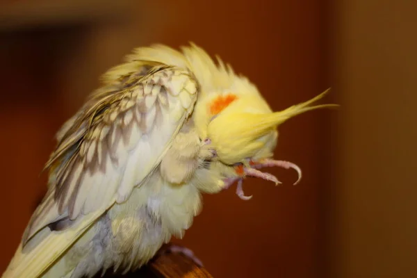 Corella Papuga Czyści Łapy — Zdjęcie stockowe