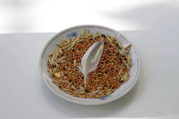 Bir tabak yemek içinde papağan tüyü.