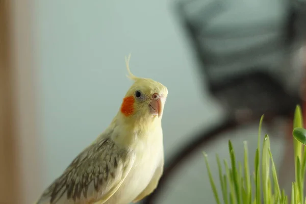 Papagaio Corelli Perto Vaso Com Grama — Fotografia de Stock