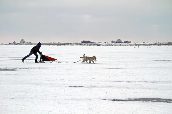Sledging no congelado IJsselmeer no inverno nos Países Baixos — Fotografia de Stock