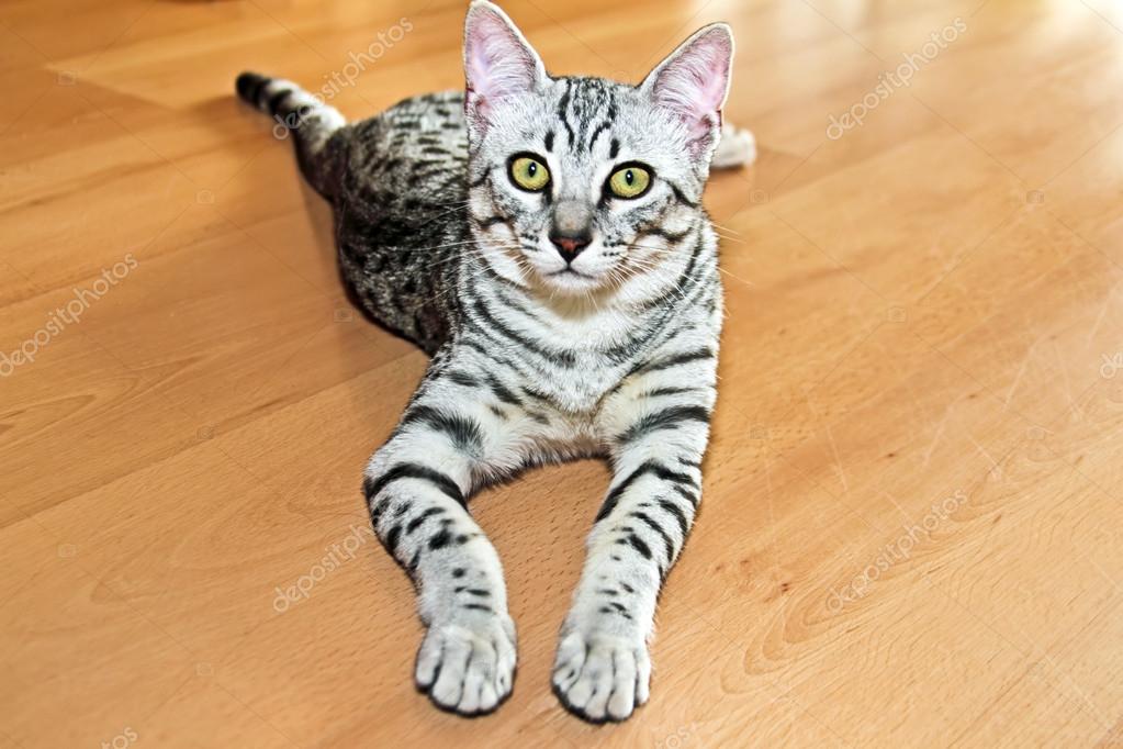 Мау Кошка Фото Мау Кошка Фото