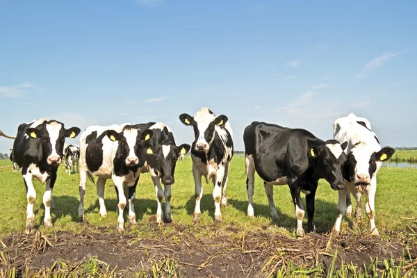 Young dutch cows in the countryside from the Netherlands in spri — Stock Photo, Image