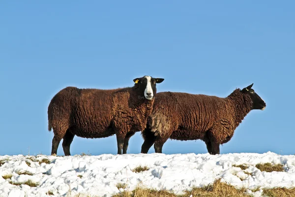オランダから田舎の堤防上の黒い羊 — ストック写真