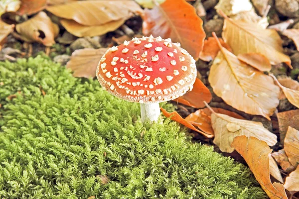 Doğada Amanita Zehirli mantar — Stok fotoğraf