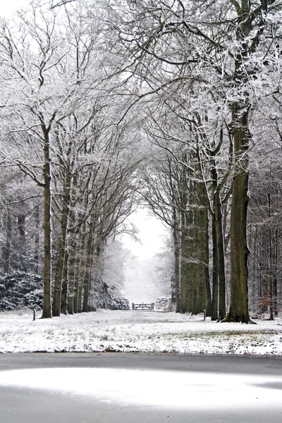 Forest in winter in the Netherlands — Stock Photo, Image