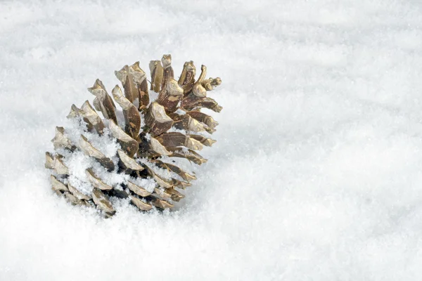 Goldener Tannenapfel im Schnee — Stockfoto