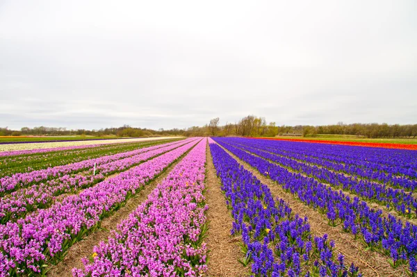 Tulpenvelden in Nederland in het voorjaar van — Stockfoto