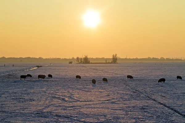Pecore in campi innevati nei Paesi Bassi al crepuscolo — Foto Stock