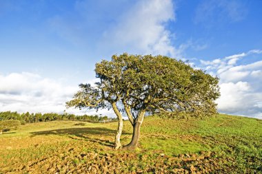 corktree kırsal kimden Portekiz