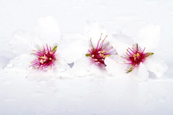Цветущие миндальные цветы — стоковое фото