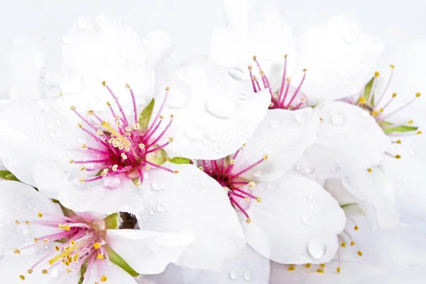 Květiny kvetoucí mandloň zblízka — Stock fotografie