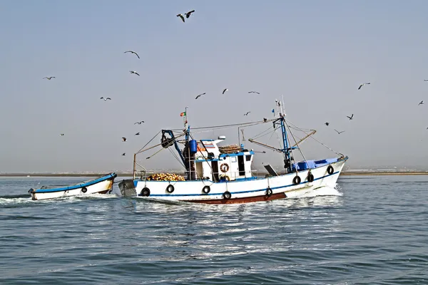 Рибальський човен повертається додому з великою кількістю чайок Стокове Фото