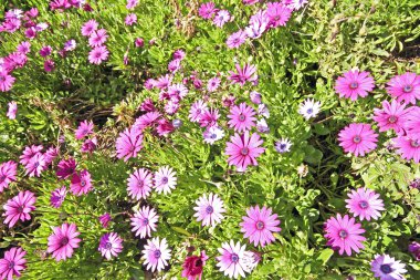 Purple flowers osteospermum clipart