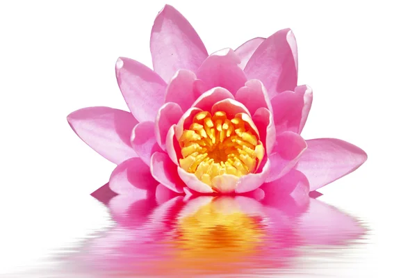 Beautiful pink lotus flower floating in water — Stock Photo, Image