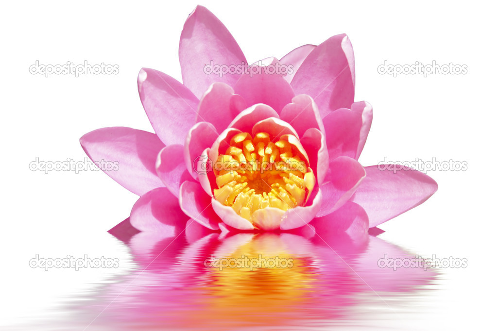 Beautiful pink lotus flower floating in water