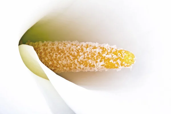 Giglio di calla bianco da vicino — Foto Stock