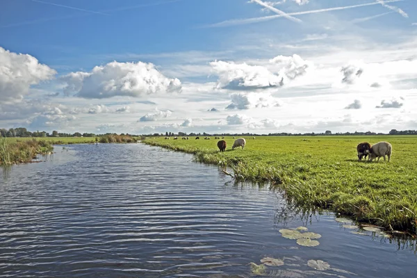 Paisagem holandesa ampla típica com ovelhas, água e paisagens nubladas — Fotografia de Stock