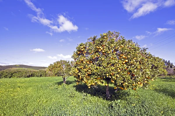 Orange trees full of oranges in springtime in Portugal — Stock Photo, Image