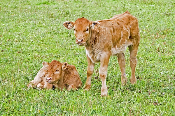 New born calves in the meadow in springtime — Stock Photo, Image