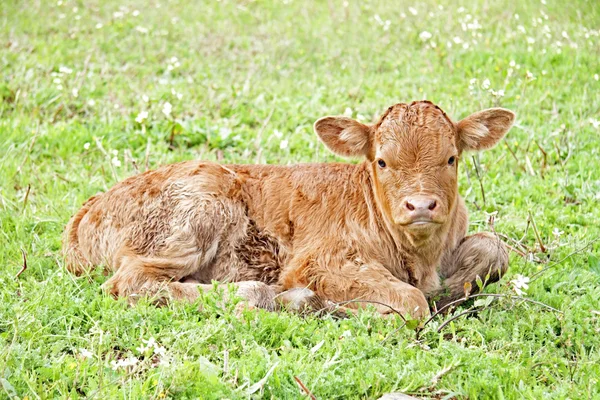 Новорожденный теленок на лугу весной — стоковое фото