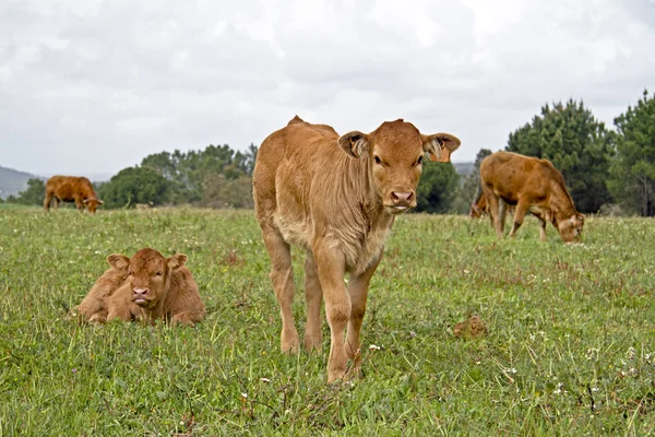 New born calves in the meadow in springtime — Stock Photo, Image