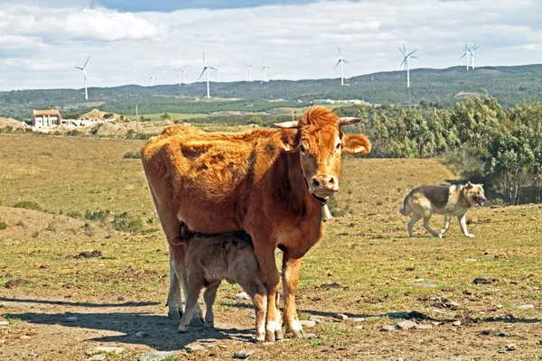 Baby kalf is het drinken van melk bij mama koe — Stockfoto