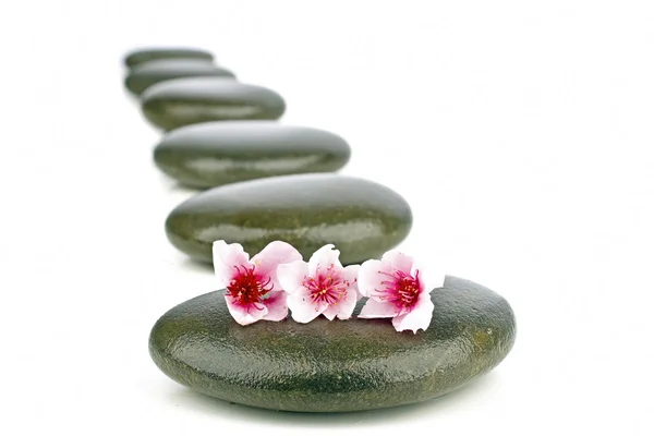 Spa concept with zen stones and flower — Stock Photo, Image