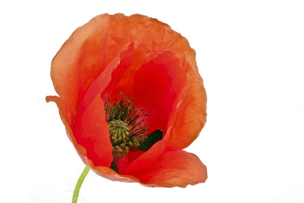 Red poppy flower close up — Stock Photo, Image