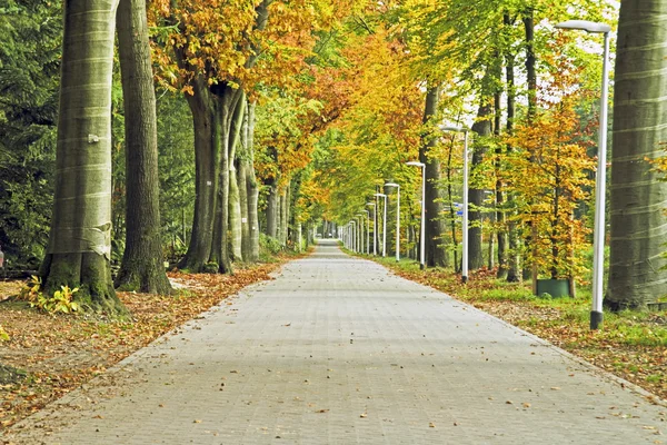 Lane no outono nos Países Baixos — Fotografia de Stock